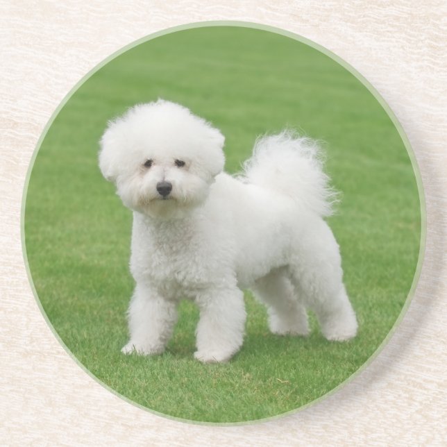 Bichon Frise Underlägg (Framsidan)
