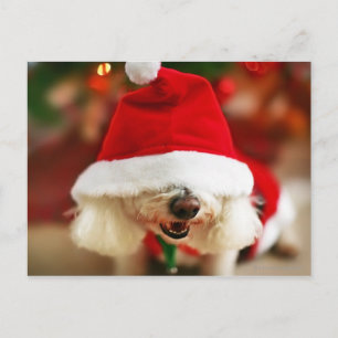 Bichon Frise valp som ha på sig den Santa dräkten Helg Vykort