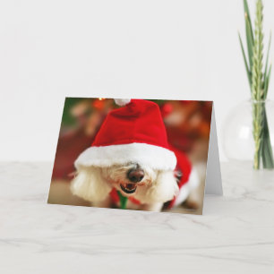 Bichon Frise valp som ha på sig den Santa dräkten Helgkort
