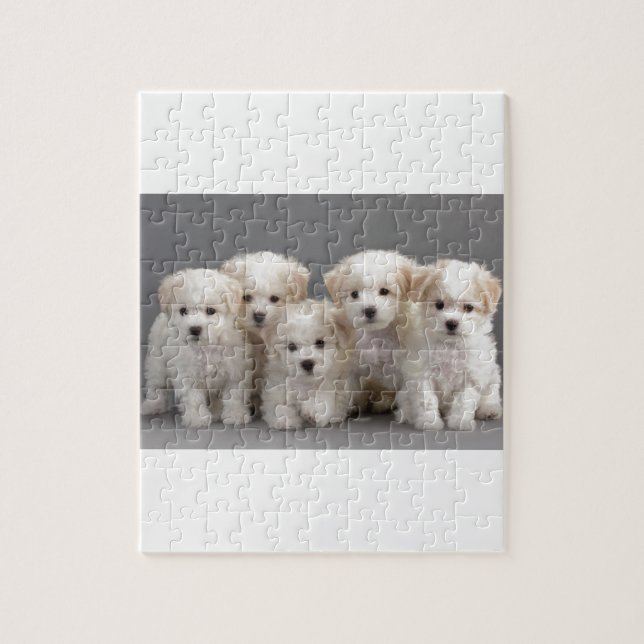 Bichon Frisé valpar Pussel (Vertikal)