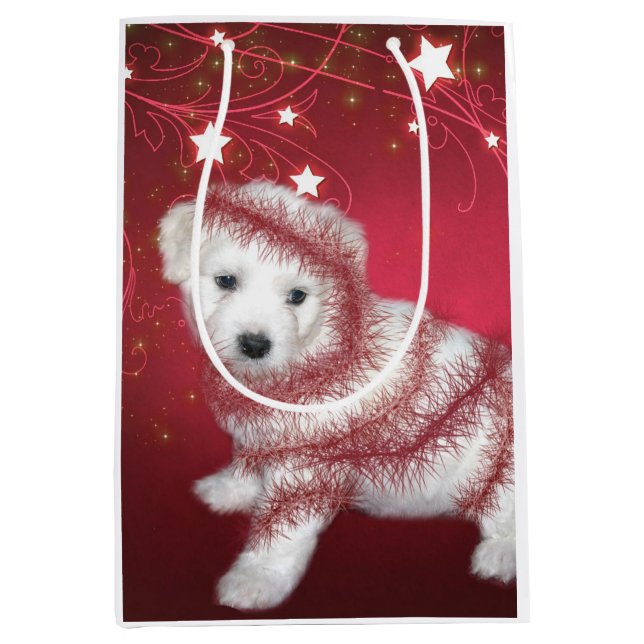 Bichon Frise valpjul (Framsidan)
