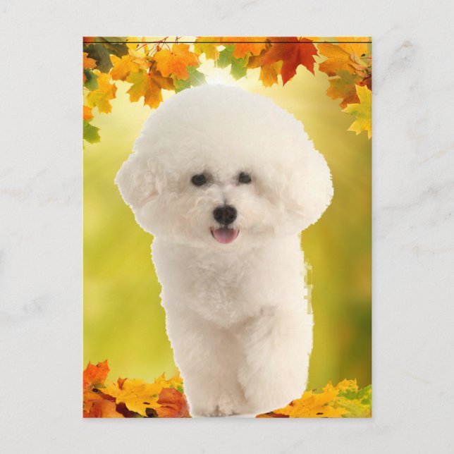 Bichon Frise Vykort (Framsida)