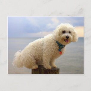 Bichon Frise Vykort