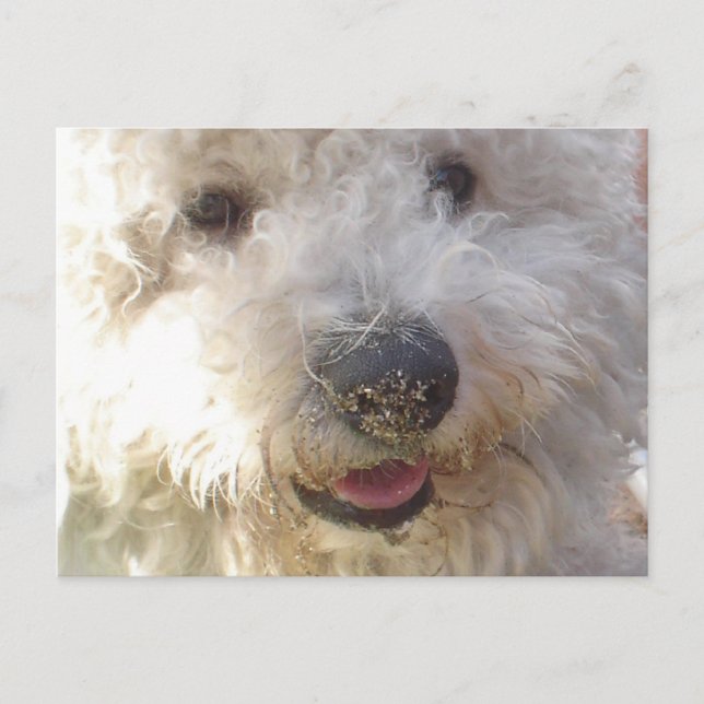 Bichon Frise-vykort Vykort (Framsida)