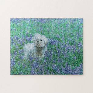 Bichon i blåbonneter pussel