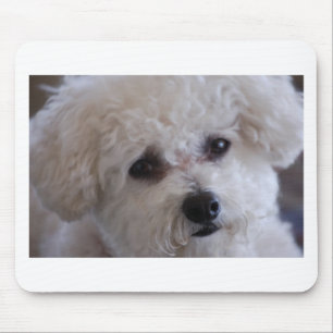 Bichon nära övre musmatta