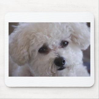 Bichon nära övre musmatta