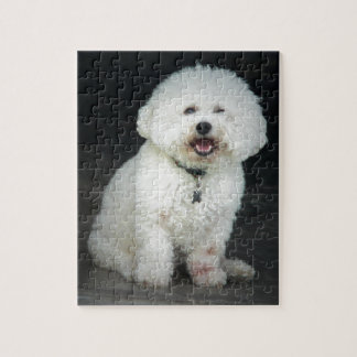 Bichon Pussel