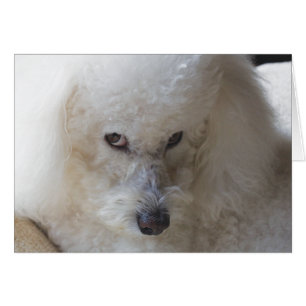 Bichon som är skyldig - notera kortet OBS kort