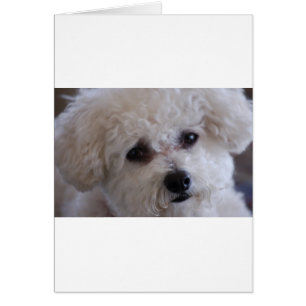 Bichon-stängning Hälsningskort