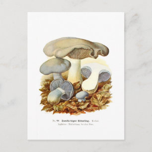 Bicolor Agaricus Vykort