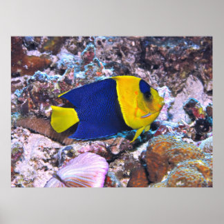 Bicolor Angelfish Poster