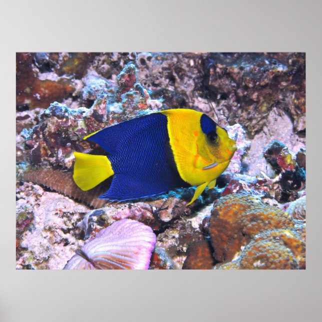 Bicolor Angelfish Poster (Framsidan)