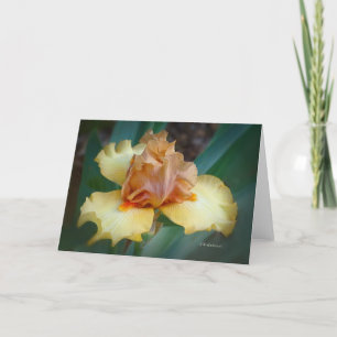 Bicolor Iris (Tan & Gult) Kort
