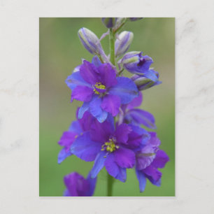 Bicolor Larkspur Vykort