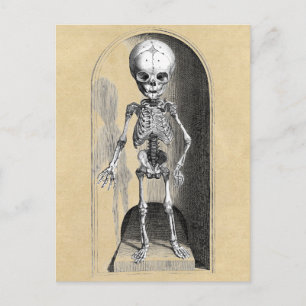 Bidloo Mediccal Illustration (främre) Vykort