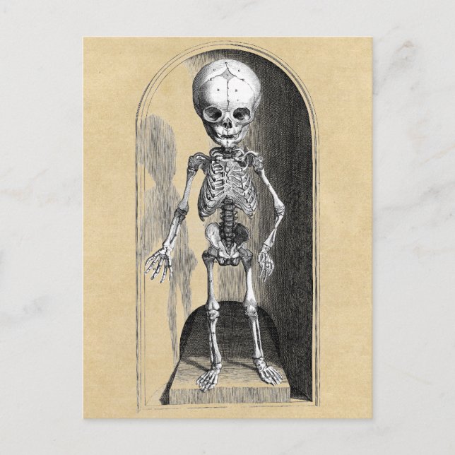 Bidloo Mediccal Illustration (främre) Vykort (Framsida)