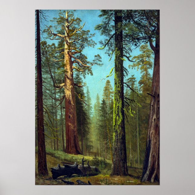 Bierstadt - Grizzly Giant Sequoia Mariposa Grove Poster (Framsidan)