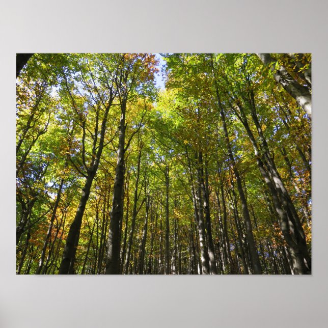 Bieszczady-poster Poster (Framsidan)