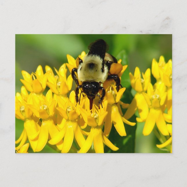 Biet festar på fjärilsväxt vilda blommor vykort (Framsida)