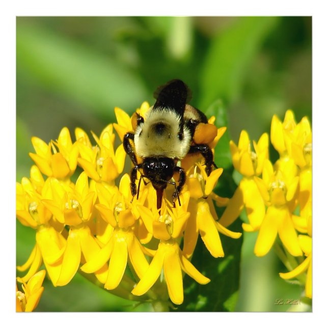 Biet festar på fjärilsväxtens vilda blommor fototryck (Framsidan)