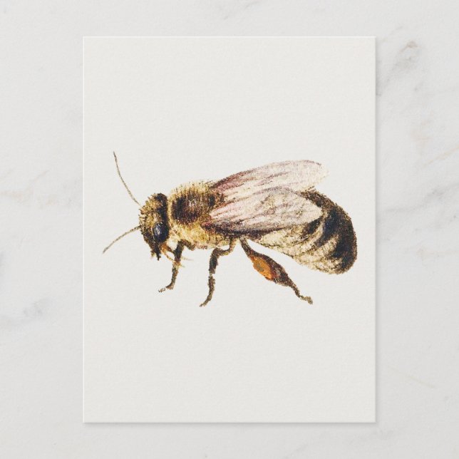 Biet från blad med studier av nio insekter  vykort (Framsida)