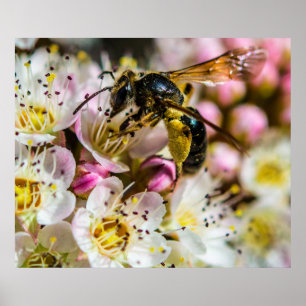 Biet i grannskapet 28x24 Arkivtryck Poster