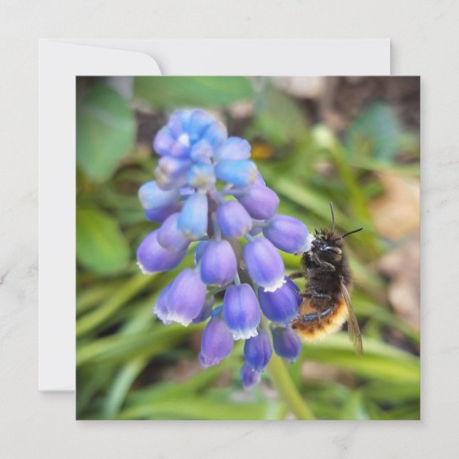 Biet om Muscari Armeniacum, Grape Hyacinth (Framsida)