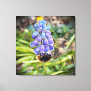 Biet om Muscari Armeniacum, Grape Hyacinth Canvastryck
