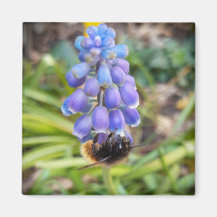 Biet om Muscari Armeniacum, Grape Hyacinth Magnet