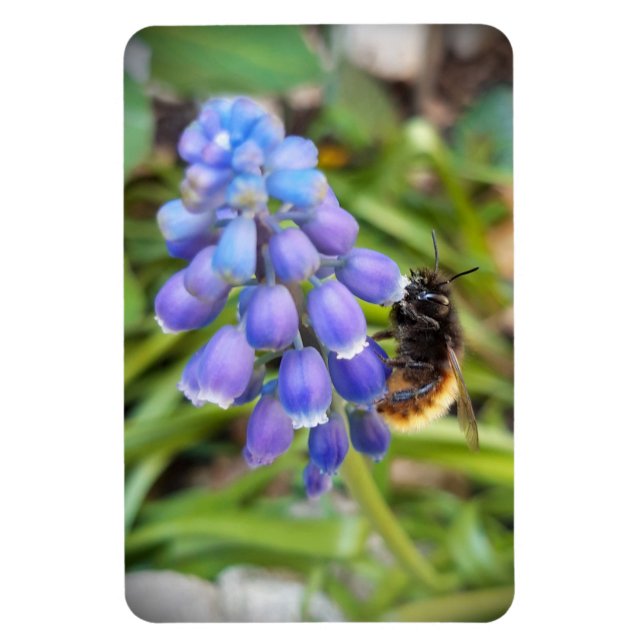 Biet om Muscari Armeniacum, Grape Hyacinth Magnet (Vertikal)