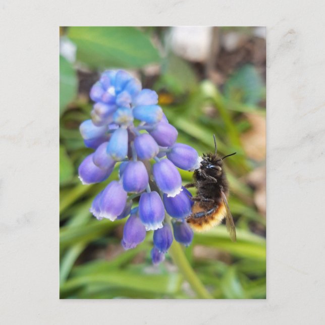 Biet om Muscari Armeniacum, Grape Hyacinth Vykort (Framsida)