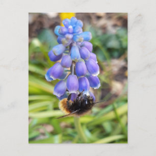 Biet om Muscari Armeniacum, Grape Hyacinth Vykort