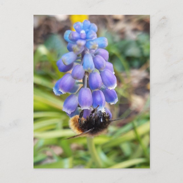 Biet om Muscari Armeniacum, Grape Hyacinth Vykort (Framsida)