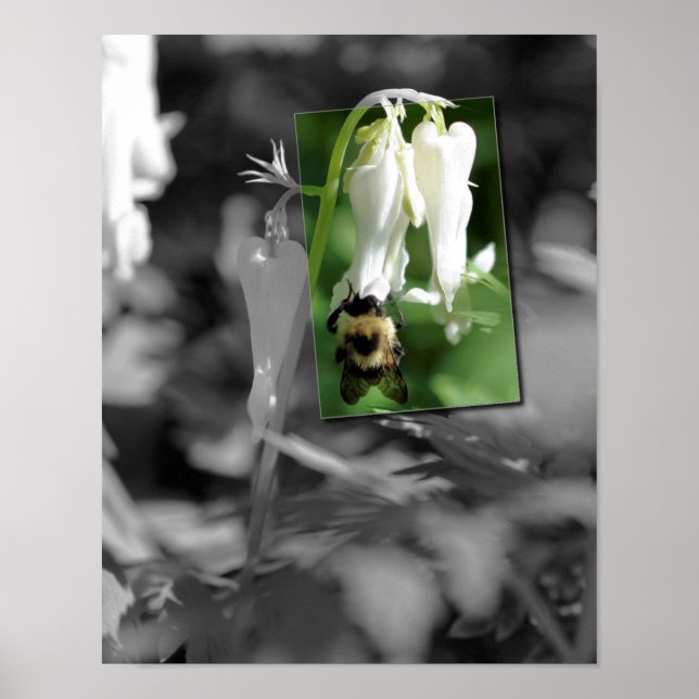 Biet på akvarieblomma delvis färg poster (Framsidan)