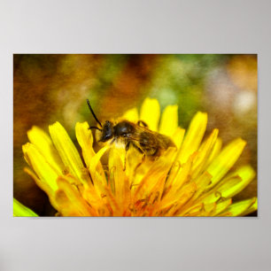 Biet på blomma poster