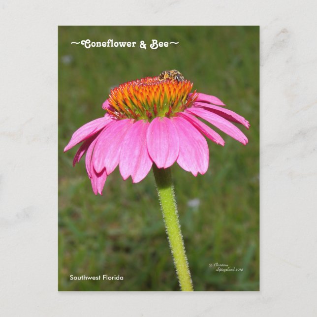 Biet på ett rosa Coneflower vykort (Framsida)