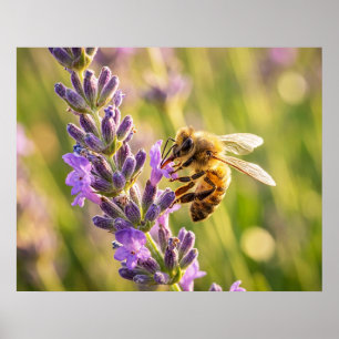 Biet på lavendel poster