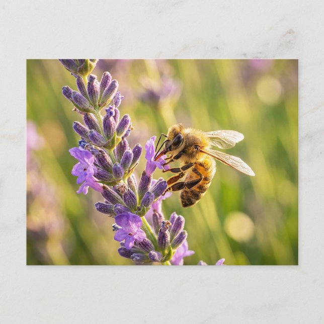 Biet på lavendel vykort (Framsida)