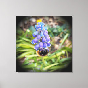 Biet på Muscari Armeniacum, Druvhyacint Canvastryck