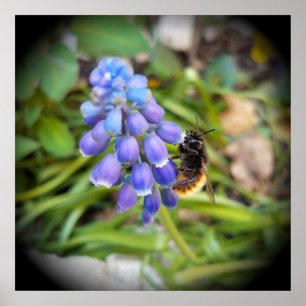 Biet på Muscari Armeniacum, Druvhyacint Poster