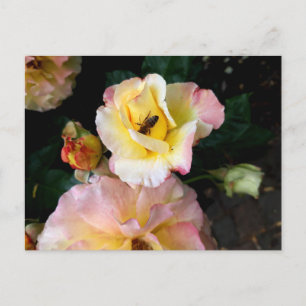 Biet på rosa gula rosor blommor vykort