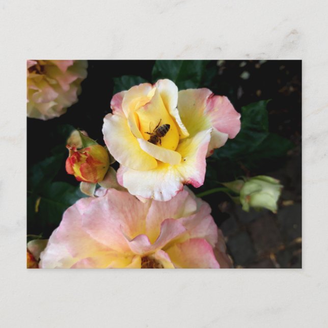 Biet på rosa gula rosor blommor vykort (Framsida)