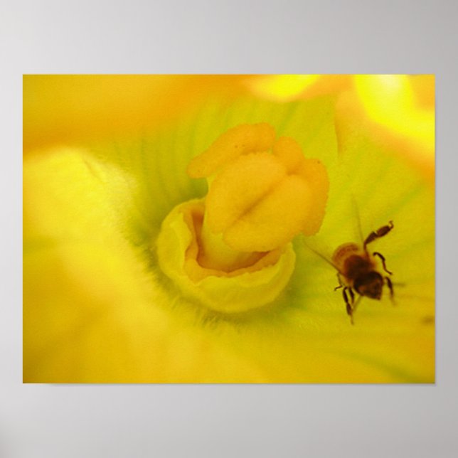 Biet vid gul zucchini-blomma liten poster (Framsidan)