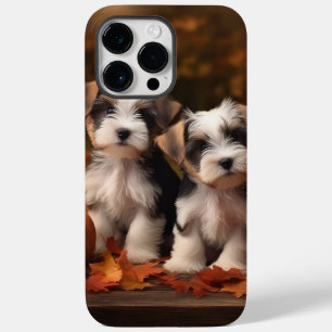 Biewer Terrier Puppy Autumn Delight Pumpkin