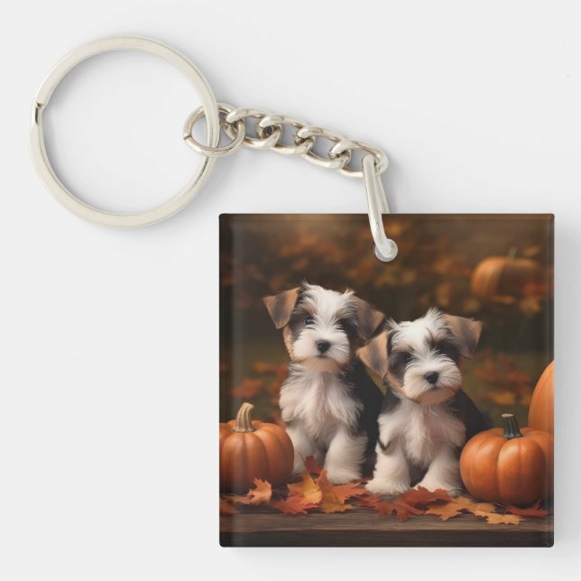 Biewer Terrier Valp Höstglädje Pumpa  (Framsidan)