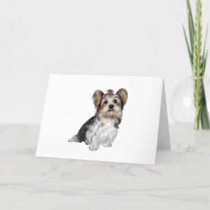 Biewer Yorkshire Terrier Kort