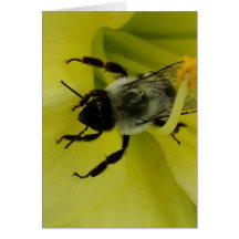 BIFANTASTISK - KRISTEN HÄLSNING