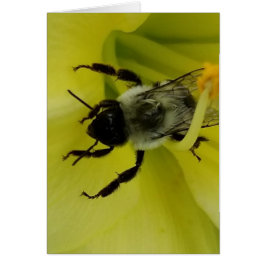 BIFANTASTISK - KRISTEN HÄLSNING HÄLSNINGSKORT