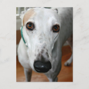 Big Ansikte Greyhound Vykort